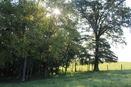 71 Beautiful Acres in Warren & Edmonson County, KY For Sale - image 19