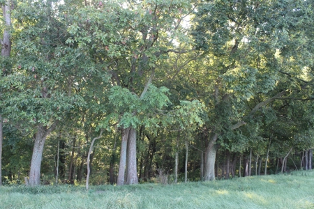 71 Beautiful Acres in Warren & Edmonson County, KY For Sale - image 20