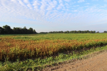 Highly Tillable Farm Land Auction in Pemiscot County MO - image 15
