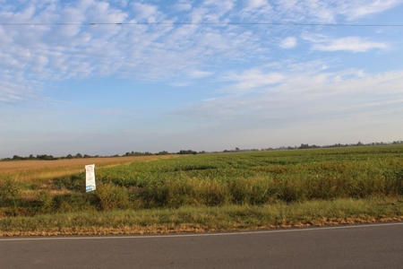 Highly Tillable Farm Land Auction in Pemiscot County MO - image 2