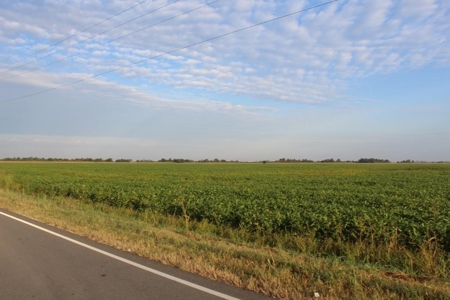 Highly Tillable Farm Land Auction in Pemiscot County MO - image 5