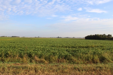 Highly Tillable Farm Land Auction in Pemiscot County MO - image 7