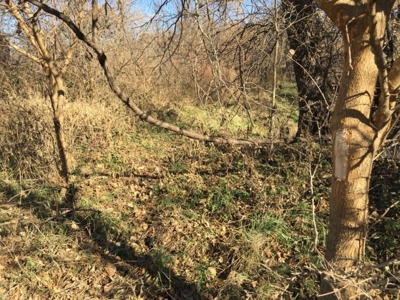 Tract 2: 94+/- Ac, Just North Avenue City School, Andrew Co - image 4