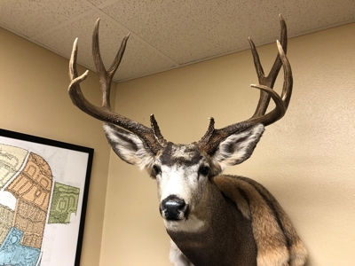 Trophy mule deer hunting, easy-access Colorado land for sale - image 5