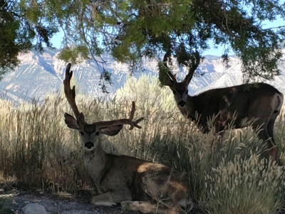 Trophy mule deer hunting, easy-access Colorado land for sale - image 2