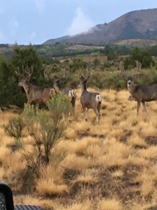 Prime elk hunting land for sale in Western Colorado - image 11