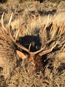 Prime elk hunting land for sale in Western Colorado - image 10