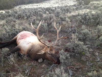 Prime elk hunting land for sale in Western Colorado - image 9