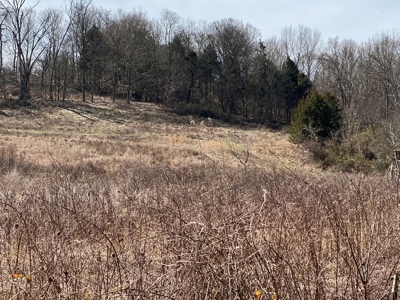 Hunting, Recreational, Cattle Farm, Timber & Land For Sale - image 18
