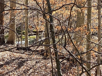 Hunting, Recreational, Cattle Farm, Timber & Land For Sale - image 21