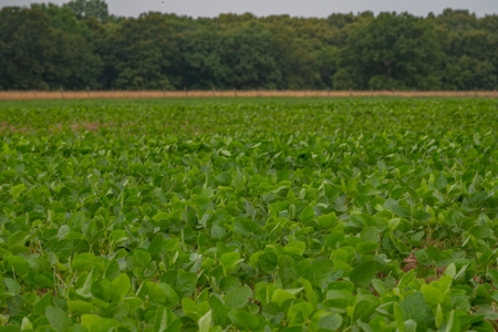 Farm & Ranch For Sale in Cedar County, MO - Auction - image 36