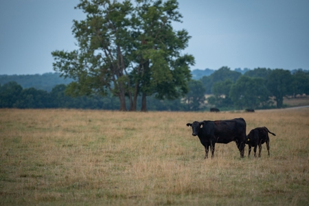 Farm & Ranch For Sale in Cedar County, MO - Auction - image 2