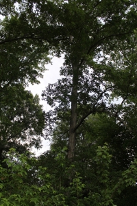 Warren County Home & 13 Acres For Sale @ Auction in 2 Tracts - image 21