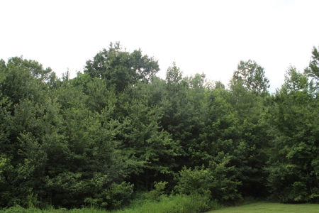 Warren County Home & 13 Acres For Sale @ Auction in 2 Tracts - image 23