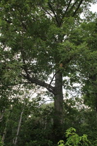 Warren County Home & 13 Acres For Sale @ Auction in 2 Tracts - image 20