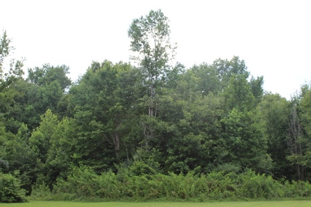 Warren County Home & 13 Acres For Sale @ Auction in 2 Tracts - image 7