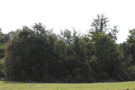Land Auction -Crop, Pasture, Building & Hunting for Sale - image 32