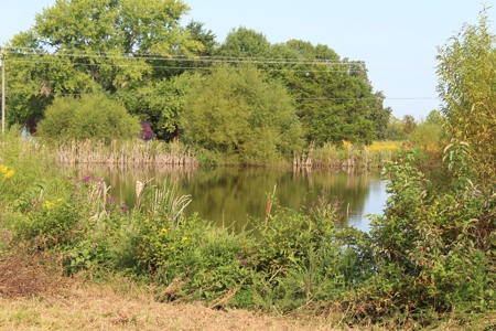 Land Auction -Crop, Pasture, Building & Hunting for Sale - image 16