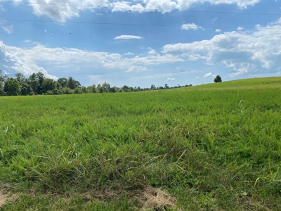 Land Auction -Crop, Pasture, Building & Hunting for Sale - image 6
