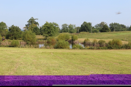 Land Auction -Crop, Pasture, Building & Hunting for Sale - image 13