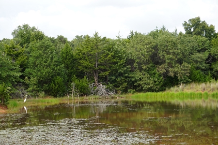 No Reserve Auction, High Fence Hunting Land Oct 18 @ 1:30 pm - image 2