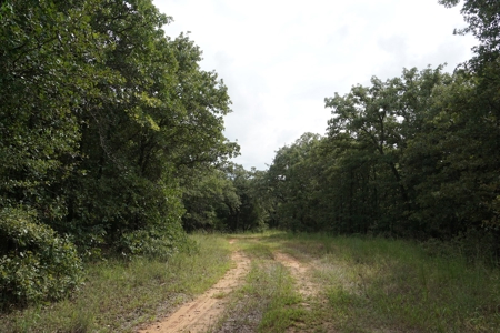 No Reserve Auction, High Fence Hunting Land Oct 18 @ 1:30 pm - image 1