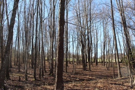 Prime 14.3 Acres of Warren County Land for sale at Auction - image 11