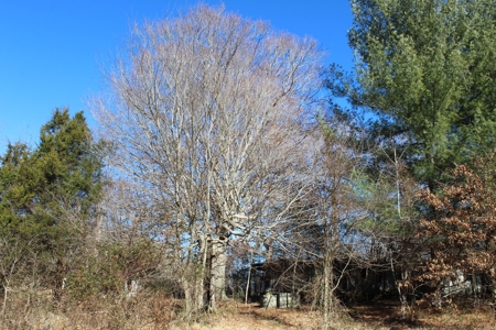 Prime 14.3 Acres of Warren County Land for sale at Auction - image 4