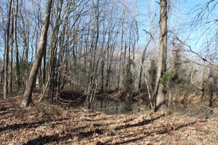 Prime 14.3 Acres of Warren County Land for sale at Auction - image 12