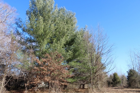 Prime 14.3 Acres of Warren County Land for sale at Auction - image 3