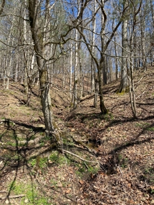 321,310+/- BF Marketable Sized Timber For Sale At Auction - image 7