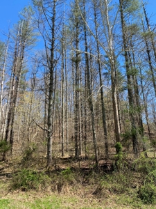321,310+/- BF Marketable Sized Timber For Sale At Auction - image 5