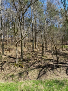 321,310+/- BF Marketable Sized Timber For Sale At Auction - image 9
