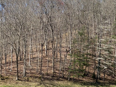 321,310+/- BF Marketable Sized Timber For Sale At Auction - image 11
