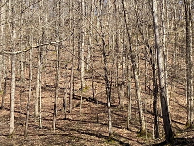 321,310+/- BF Marketable Sized Timber For Sale At Auction - image 4