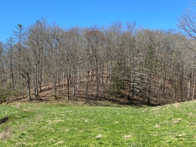 321,310+/- BF Marketable Sized Timber For Sale At Auction - image 12