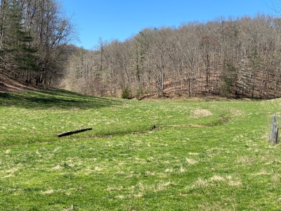 321,310+/- BF Marketable Sized Timber For Sale At Auction - image 3