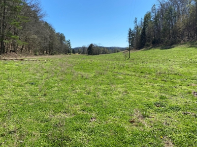321,310+/- BF Marketable Sized Timber For Sale At Auction - image 6