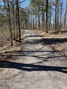 321,310+/- BF Marketable Sized Timber For Sale At Auction - image 1