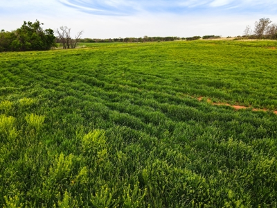Farmland For Sale Grady County Oklahoma Hunting Property Ok - image 11