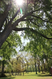 Home Land For Sale Honey Grove Fannin County Texas Property - image 44