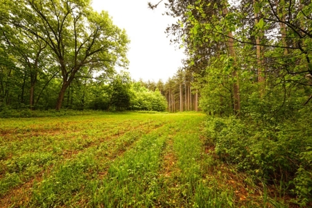 Columbia County Multi Parcel Auction Live 7/24 1PM - image 37