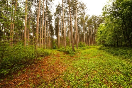 Columbia County Multi Parcel Auction Live 7/24 1PM - image 9