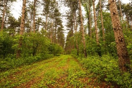 Columbia County Multi Parcel Auction Live 7/24 1PM - image 34
