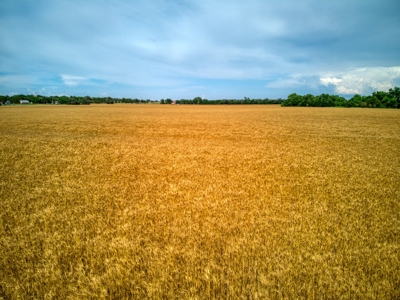 Custer County, OK ±218 Acres  River Bottom Land for Sale - image 5
