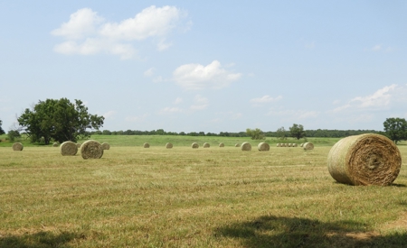 82 ac +/- Tr. 4 of 4   No Reserve Land Auction, Sparks OK - image 6