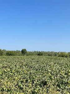 SOLD!! Rob Pyatt - Buchanan County Land Auction - image 17