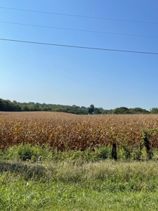 SOLD!! Tract 1 Pyatt  Buchanan County Missouri Land Auction - image 5