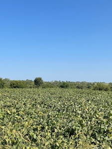 Sold!! Tract 3 Pyatt Buchanan County Missouri Land Auction - image 6