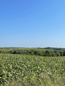 Sold!! Tract 3 Pyatt Buchanan County Missouri Land Auction - image 4